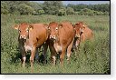 slikken van de heen natuurgebied natuur hdr Konikspaarden Uitkijktoren schotse hooglanders natuurmonumenten wisenten